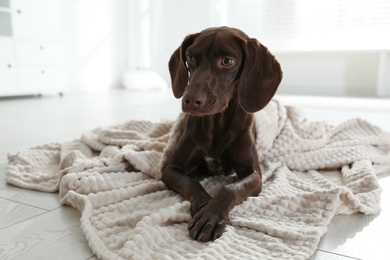 Adorable dog under plaid on floor indoors