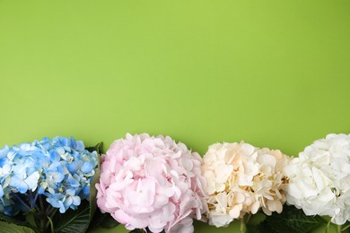 Photo of Beautiful hydrangea flowers on green background, top view. Space for text