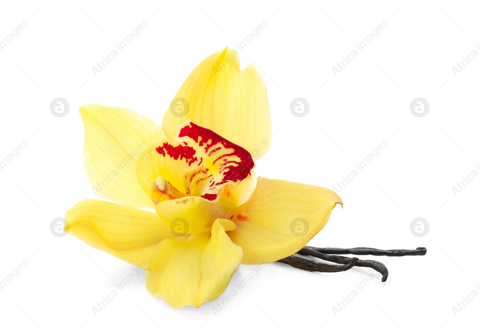 Photo of Vanilla sticks and flower on white background