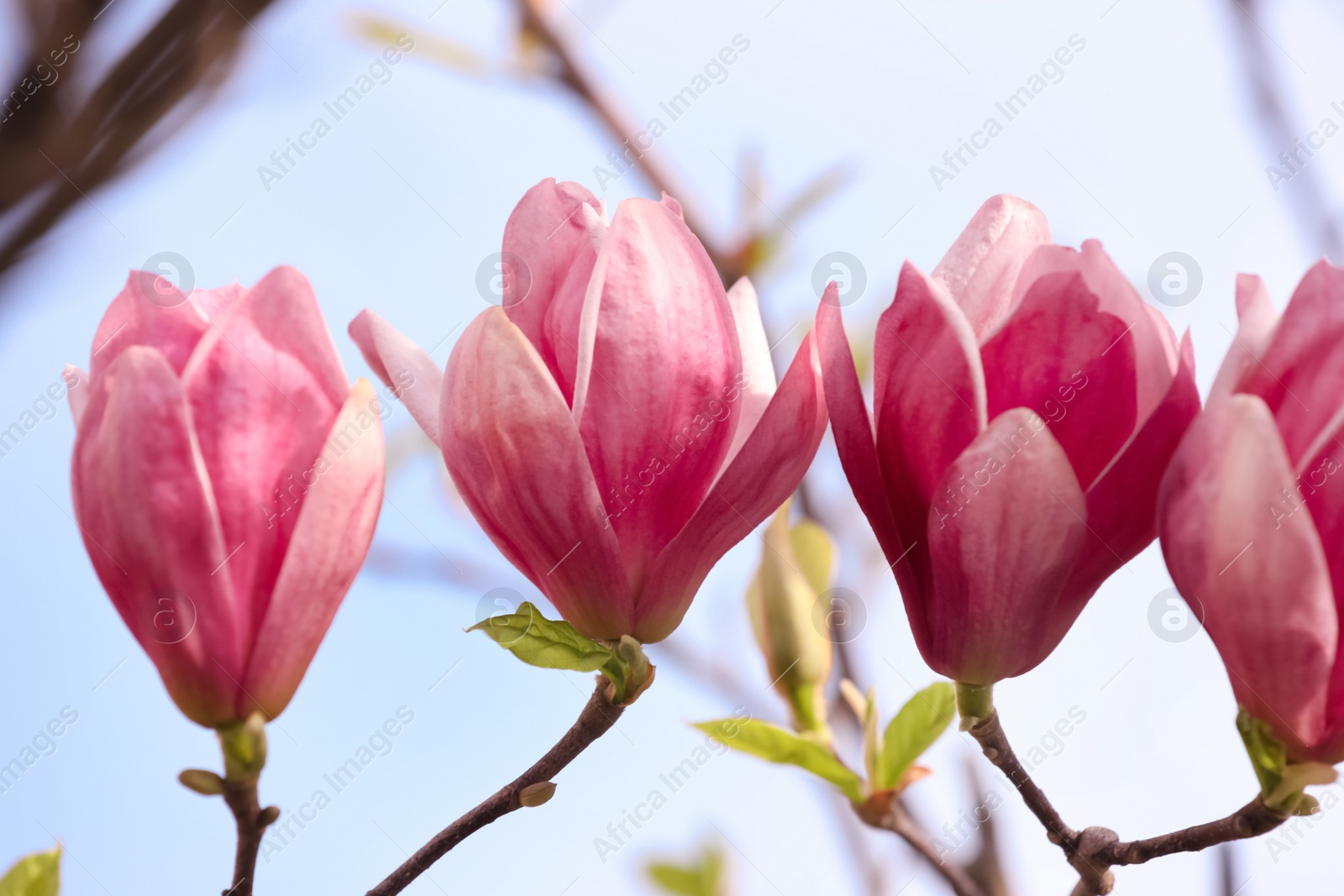 Photo of Beautiful magnolia tree with pink blossom outdoors, closeup. Spring season