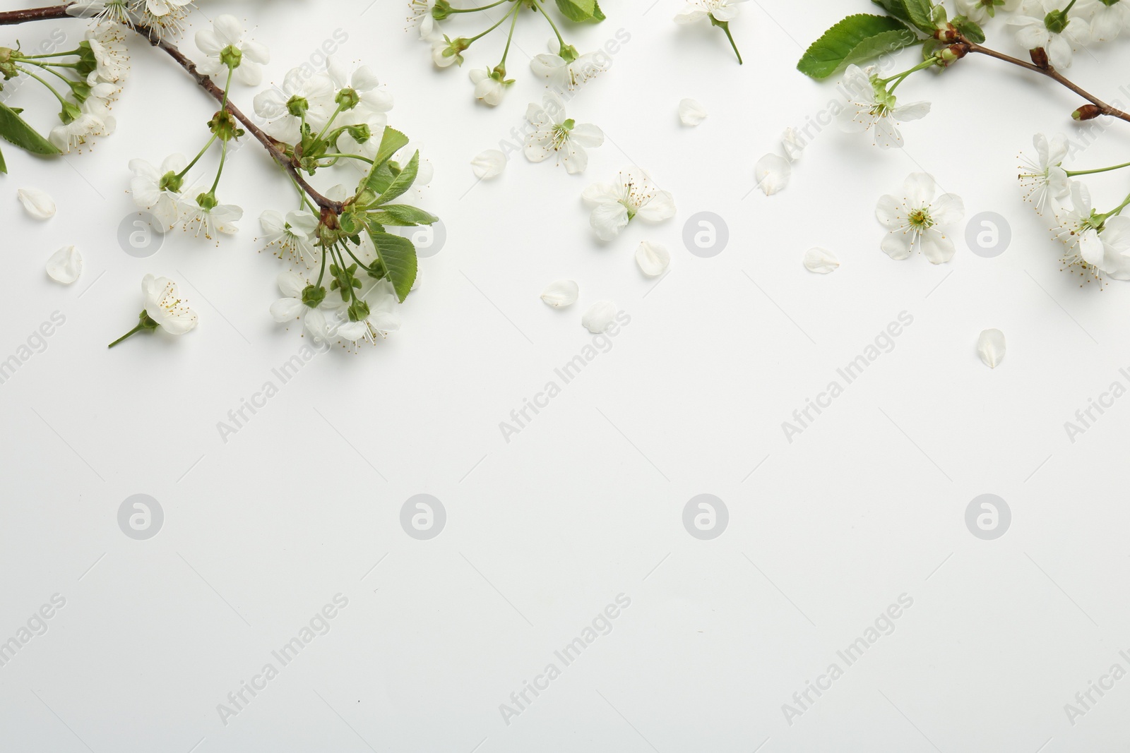 Photo of Spring tree branches with beautiful blossoms and petals on white background, flat lay. Space for text