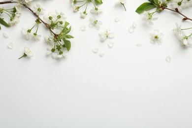 Spring tree branches with beautiful blossoms and petals on white background, flat lay. Space for text