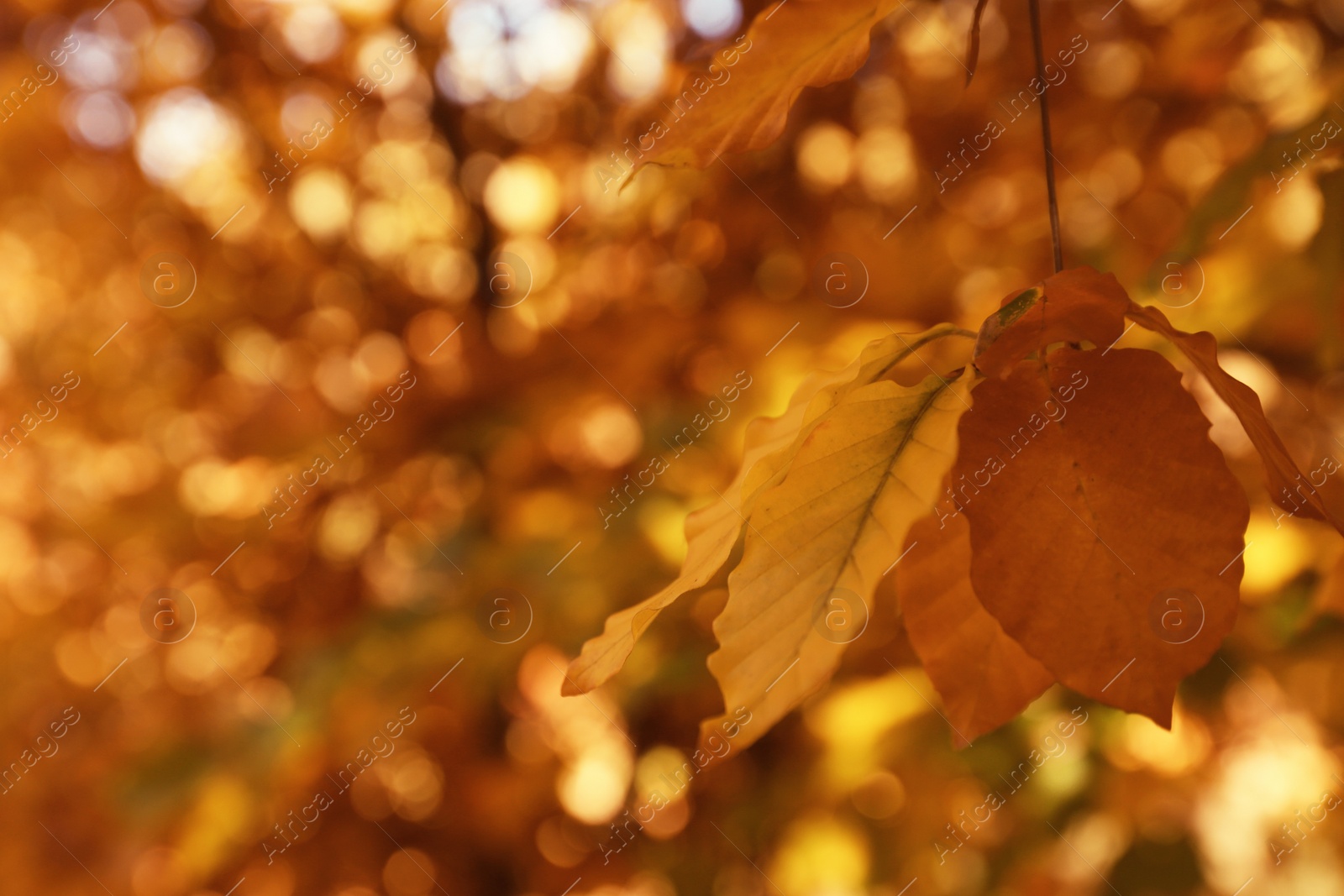 Photo of Tree twig with bright leaves on sunny autumn day
