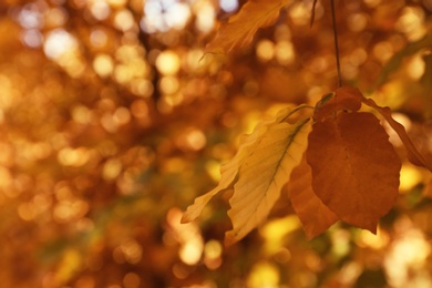 Photo of Tree twig with bright leaves on sunny autumn day