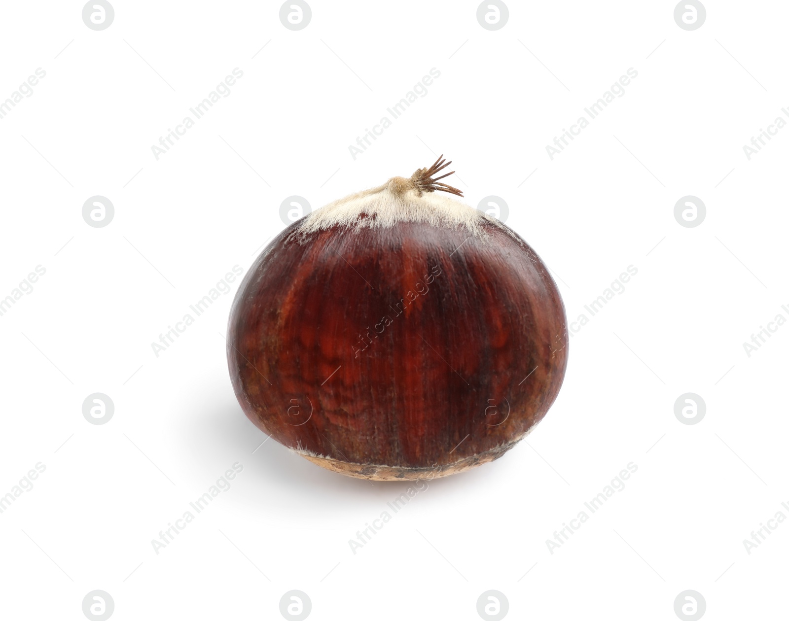 Photo of Fresh sweet edible chestnut isolated on white