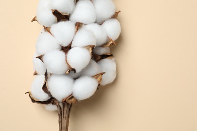 Beautiful cotton branch with fluffy flowers on beige background, top view. Space for text