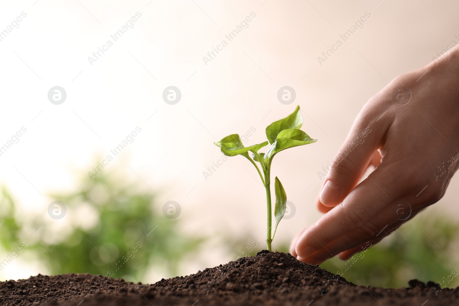 Photo of Woman protecting young seedling in soil on blurred background, closeup with space for text