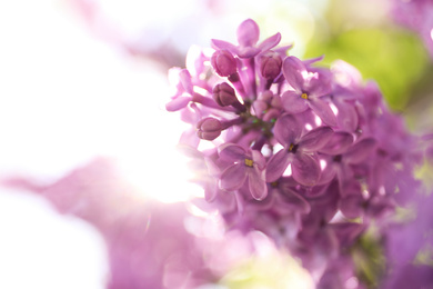 Photo of Closeup view of beautiful blossoming lilac shrub outdoors