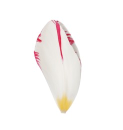 Photo of Beautiful fresh tulip petal isolated on white