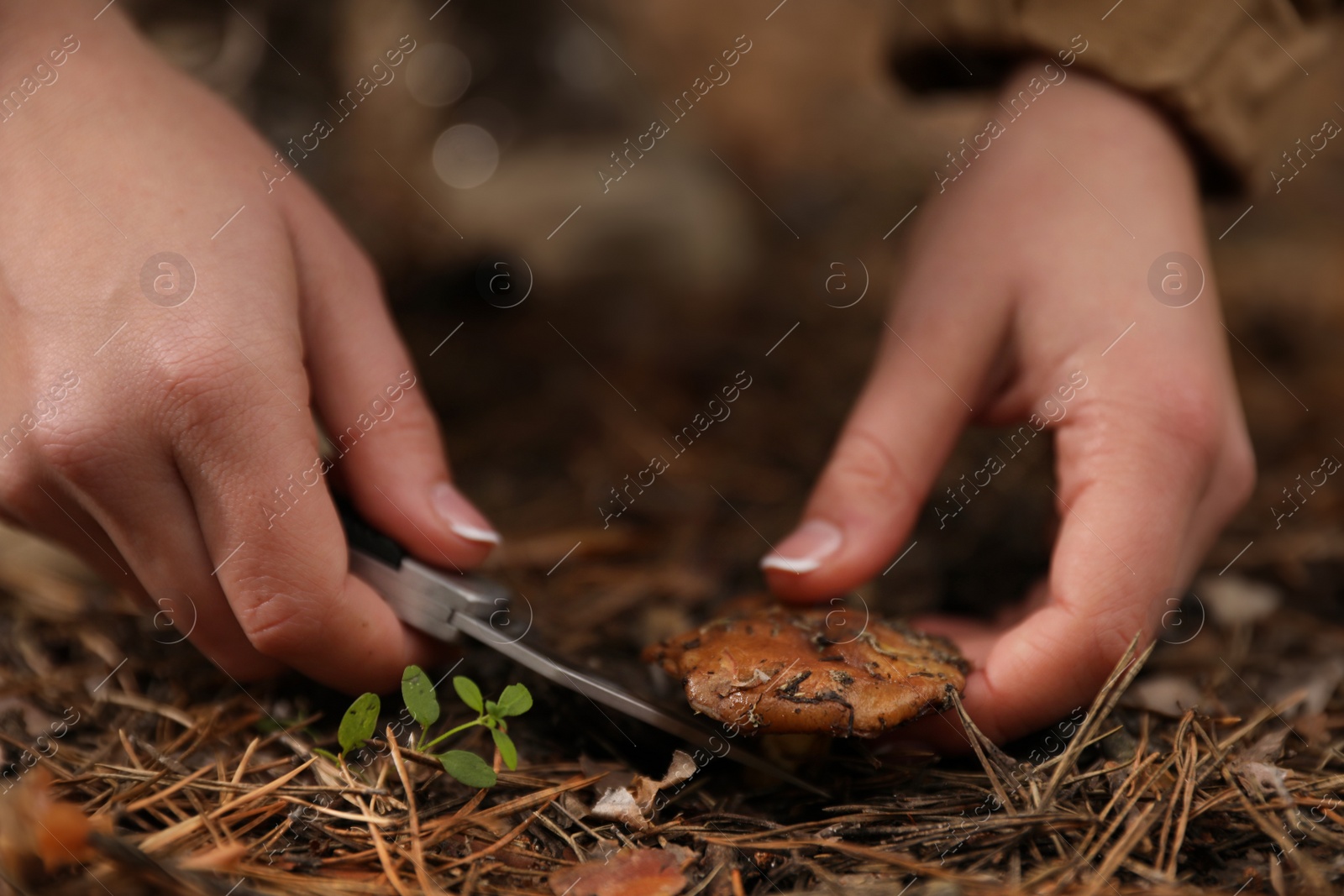 Photo of Woman picking mushrooms in autumn forest, closeup