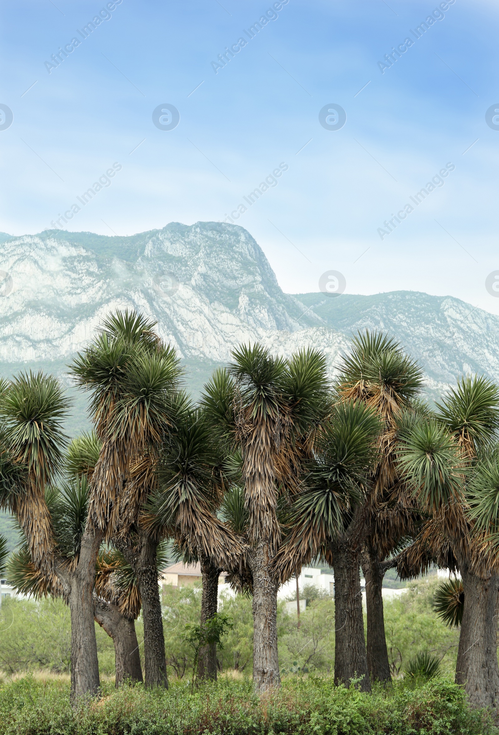 Photo of Many beautiful Joshua trees and majestic mountain landscape on background