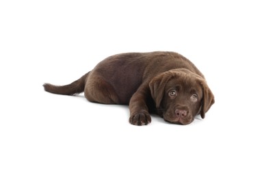 Photo of Cute chocolate Labrador Retriever puppy lying on white background