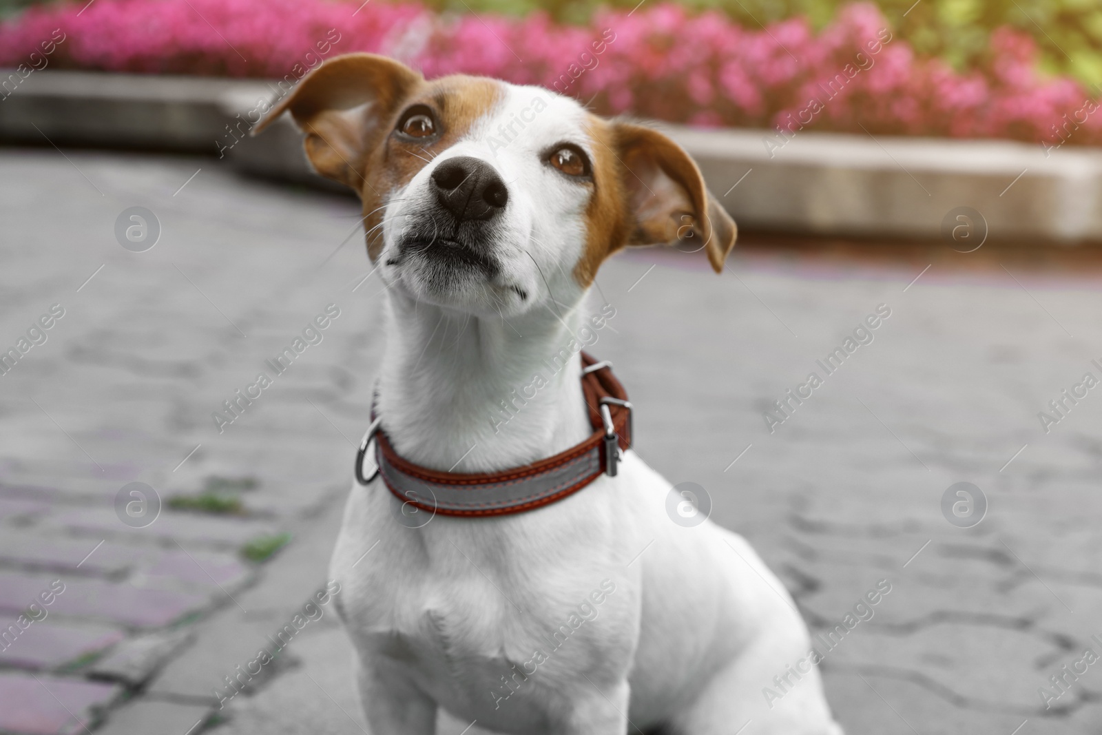 Photo of Beautiful Jack Russell Terrier in brown leather dog collar on city street