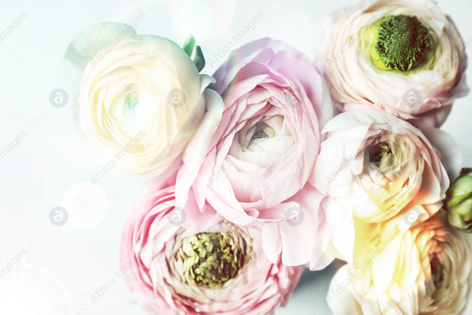 Image of Beautiful ranunculus flowers on light background, closeup