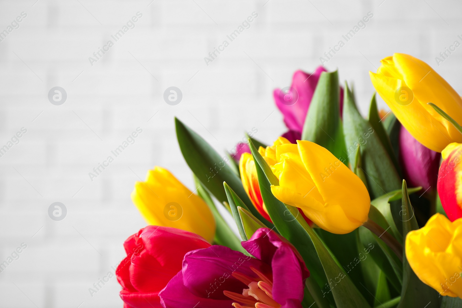 Photo of Beautiful spring tulips near white brick wall, closeup