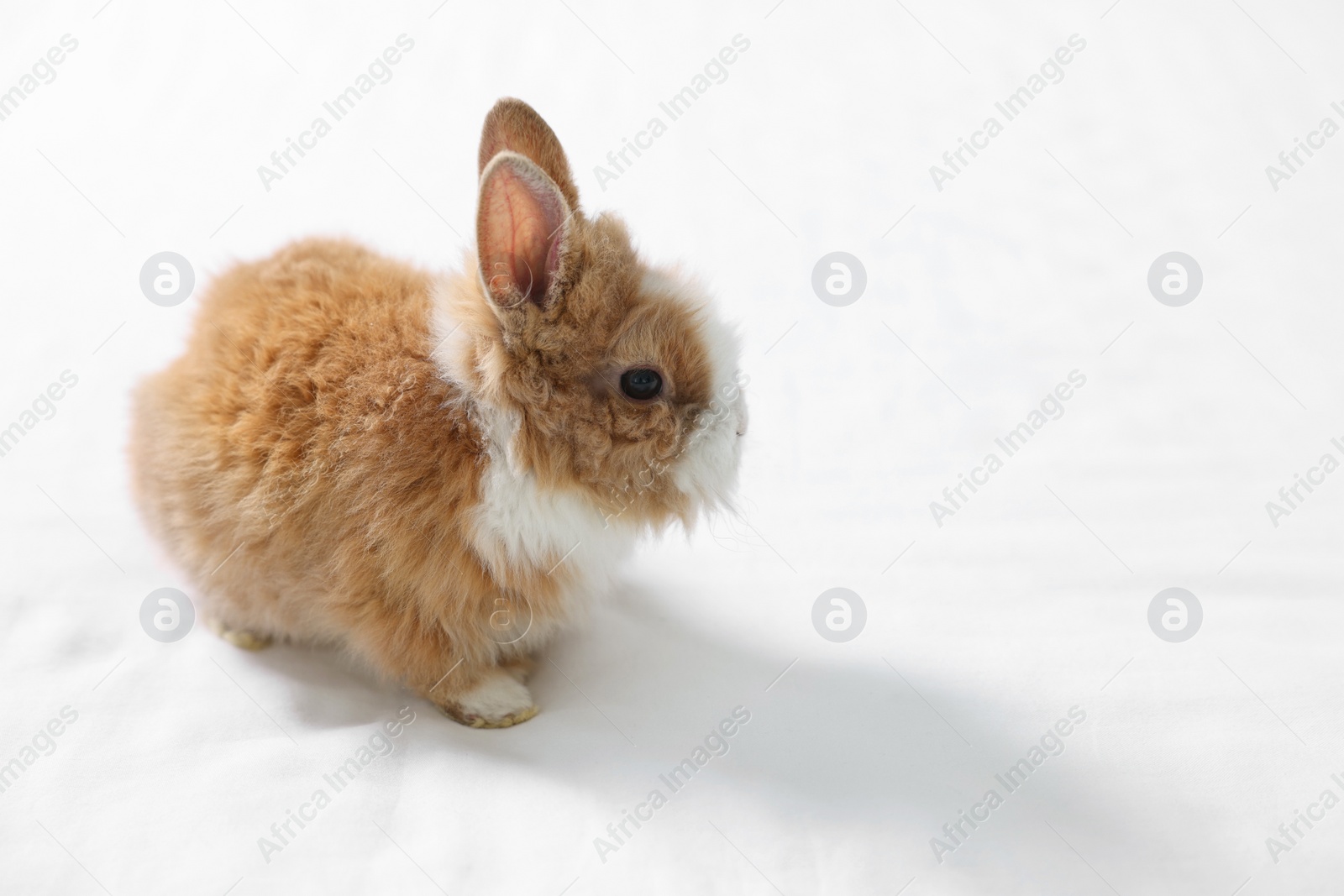 Photo of Cute fluffy pet rabbit on white background. Space for text