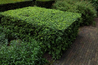 Beautiful green boxwood shrub outdoors. Landscape design