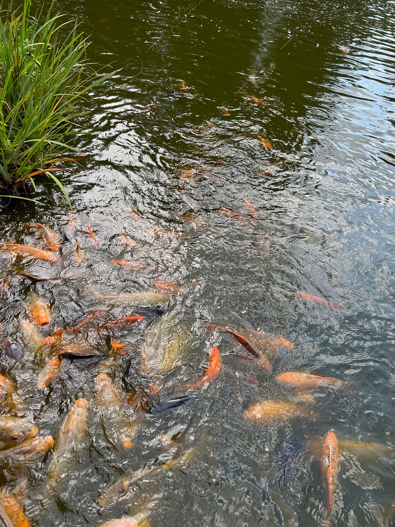 Photo of Many golden carps swimming in water outdoors