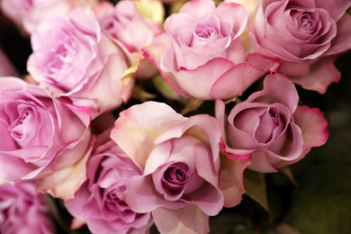 Photo of Beautiful fresh violet roses as background, closeup. Floral decor