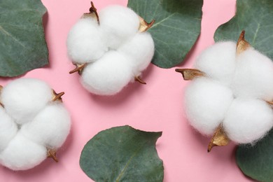 Cotton flowers and eucalyptus leaves on pink background, flat lay