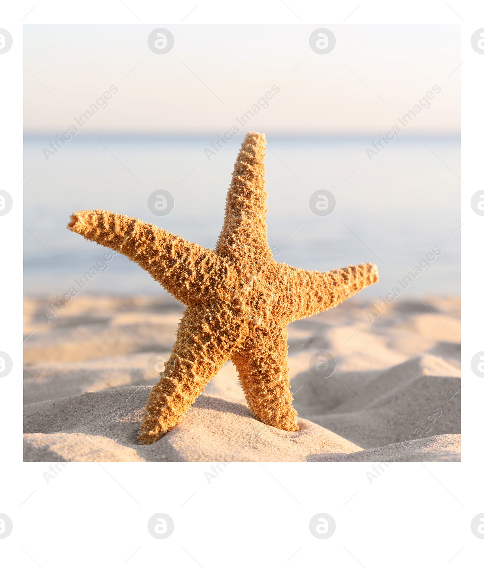 Image of Paper photo. Beautiful starfish on sandy beach