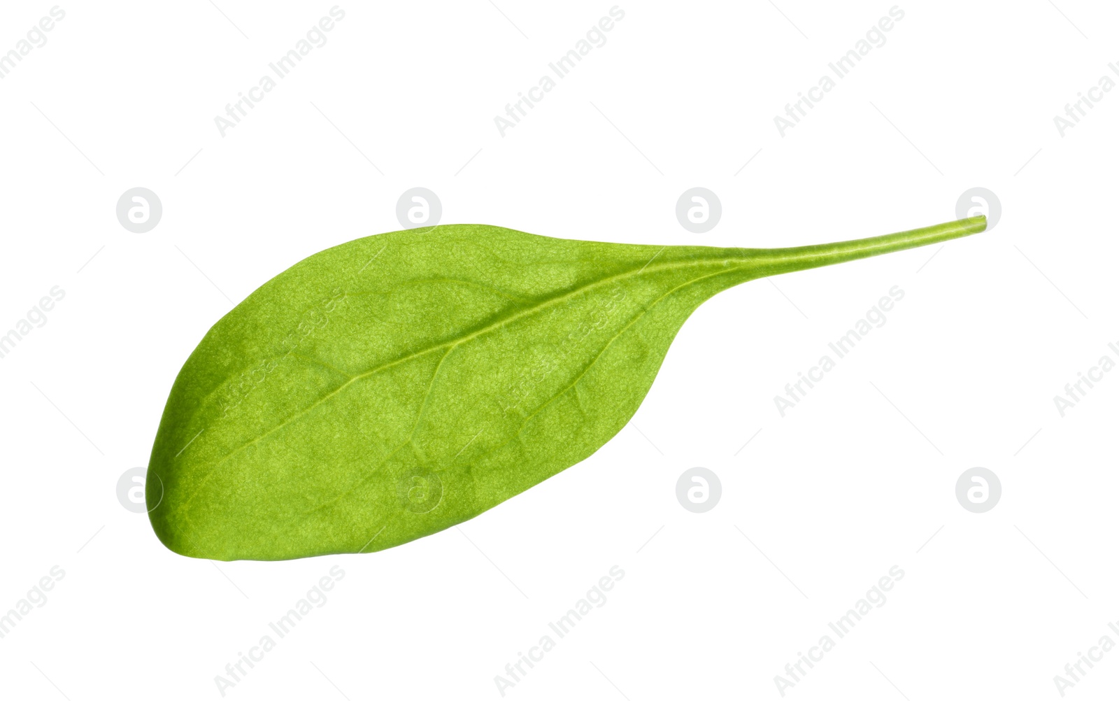 Photo of Fresh green basil leaf isolated on white