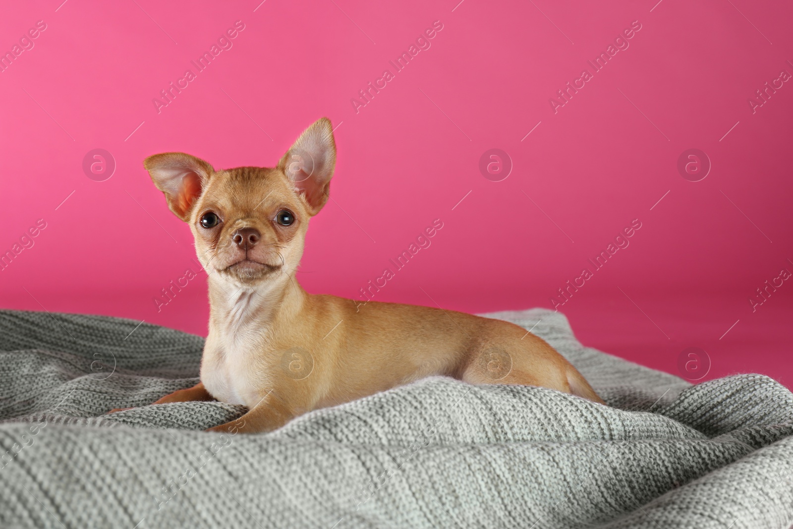 Photo of Cute Chihuahua puppy on blanket. Baby animal