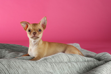 Cute Chihuahua puppy on blanket. Baby animal