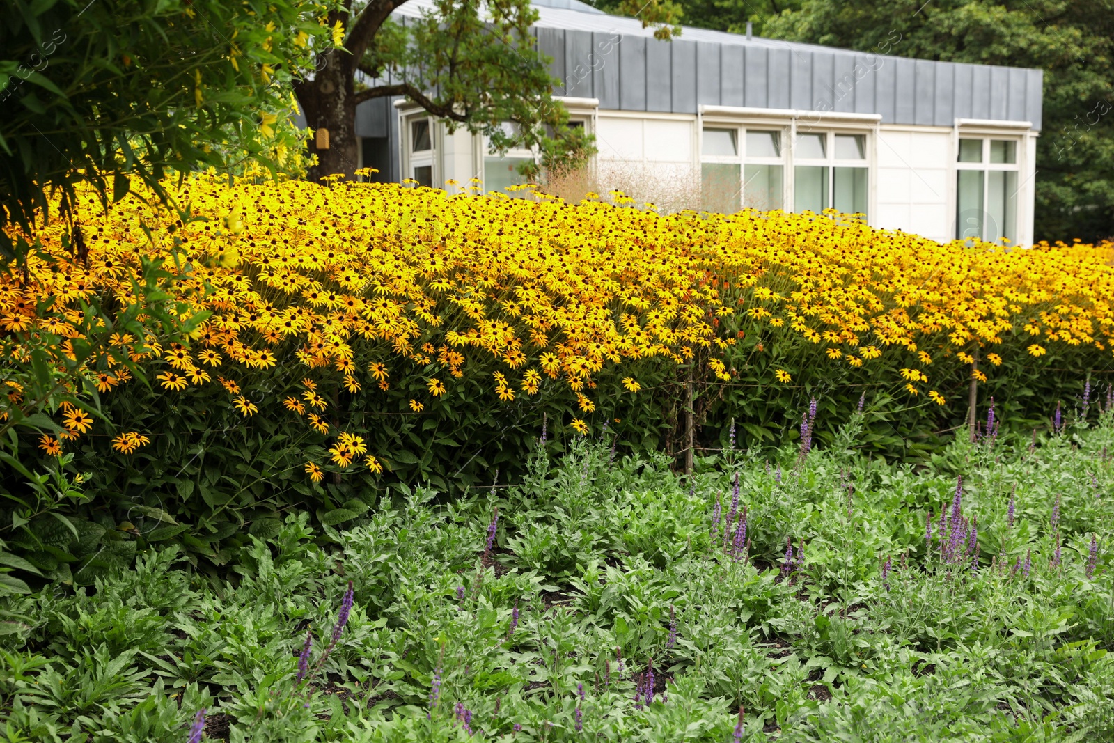 Photo of Beautiful blooming yellow coneflowers in garden outdoors