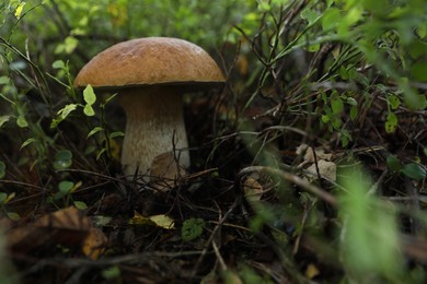 Photo of Fresh wild mushroom growing in forest, closeup. Space for text