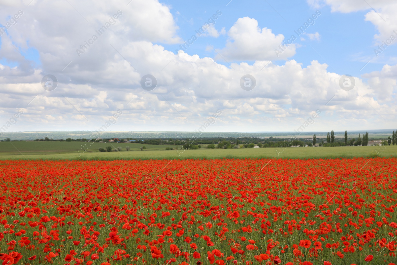 Photo of Beautiful red poppy flowers growing in field