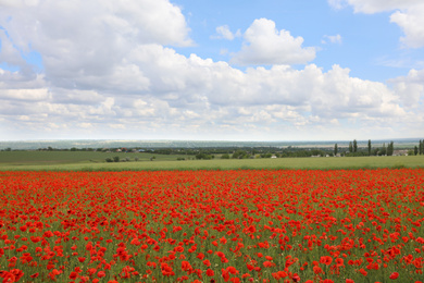 Photo of Beautiful red poppy flowers growing in field