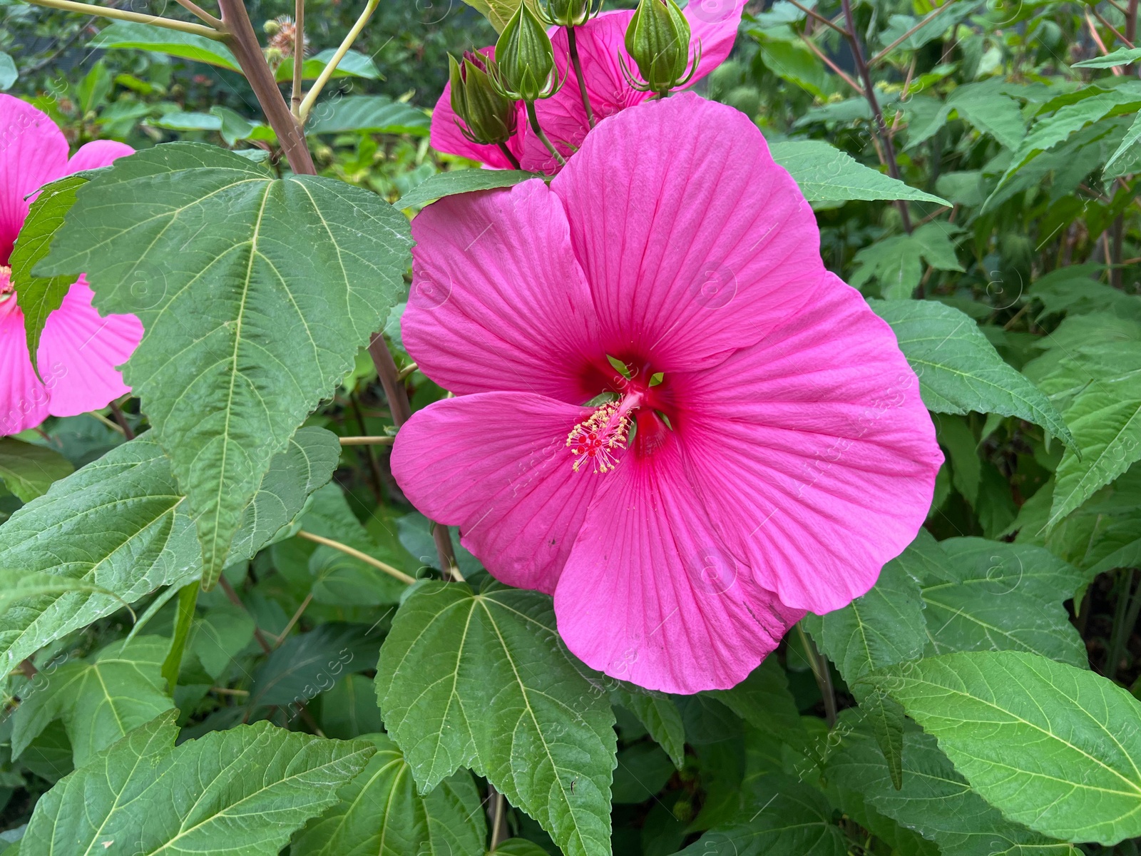 Photo of Beautiful blooming pink hibiscus flower in greenhouse, closeup