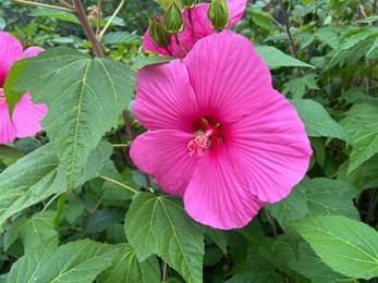 Photo of Beautiful blooming pink hibiscus flower in greenhouse, closeup