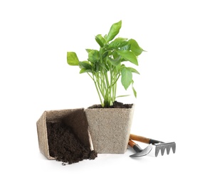 Plant and gardening tools on white background