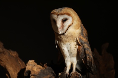 Beautiful common barn owl on tree against black background