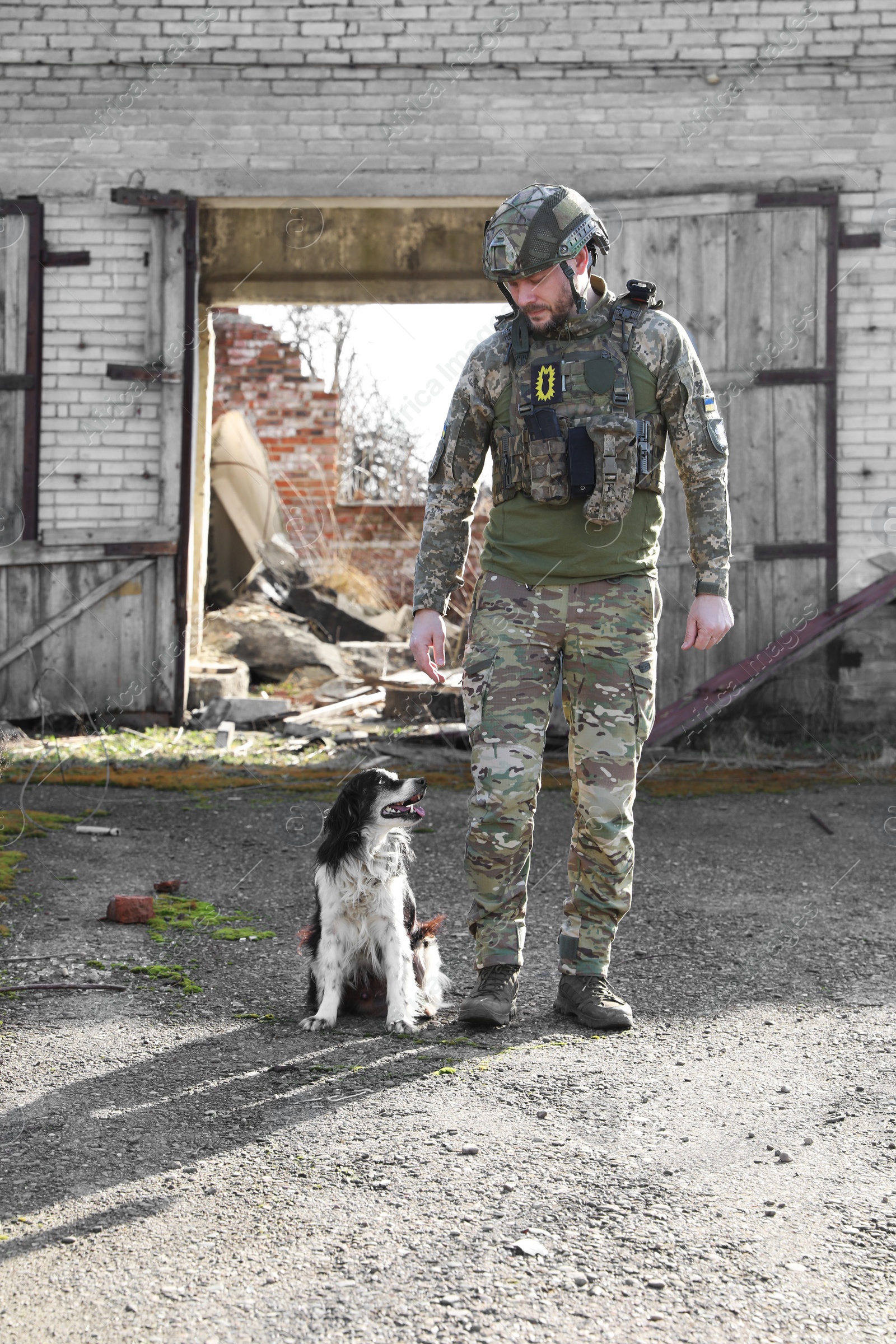 Photo of Ukrainian soldier with stray dog outdoors on sunny day