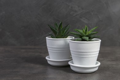 Photo of Succulent plants in pots on grey table. Space for text