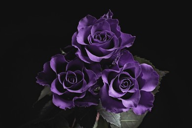 Image of Violet flowers on black background. Funeral attributes