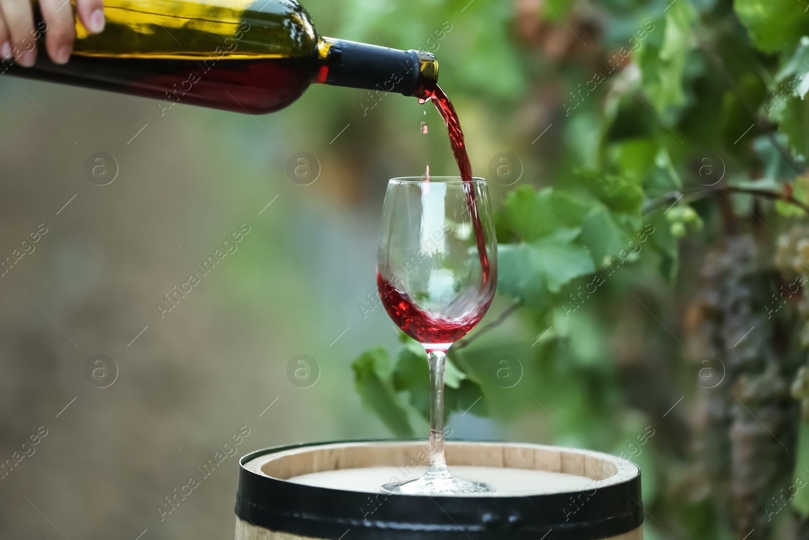 Photo of Woman pouring red wine into glass on barrel in vineyard