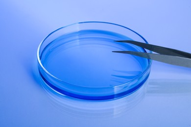 Photo of Petri dish with blue liquid and tweezers on white table