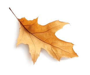 Photo of Beautiful autumn leaf on white background. Fall foliage