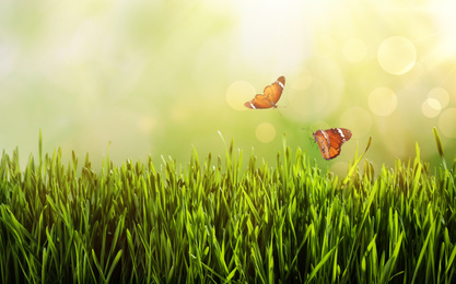 Image of Painted lady butterflies flying above green grass. Space for text