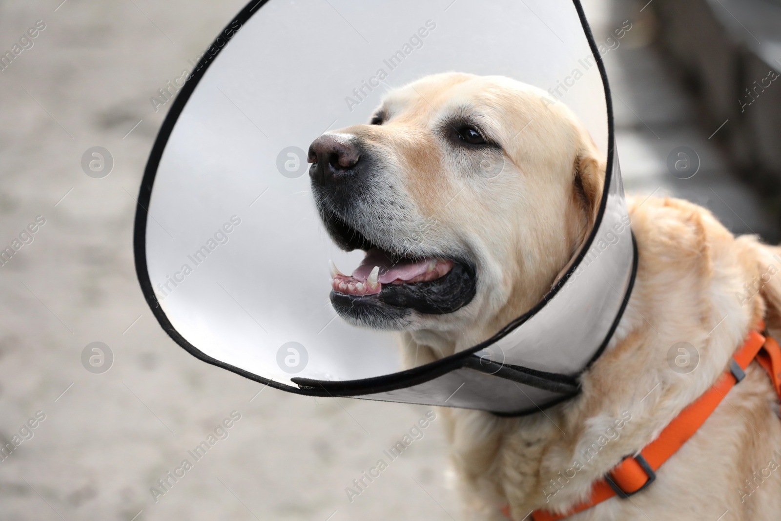 Photo of Adorable Labrador Retriever dog wearing Elizabethan collar outdoors, closeup