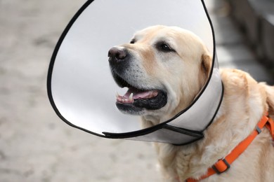 Adorable Labrador Retriever dog wearing Elizabethan collar outdoors, closeup