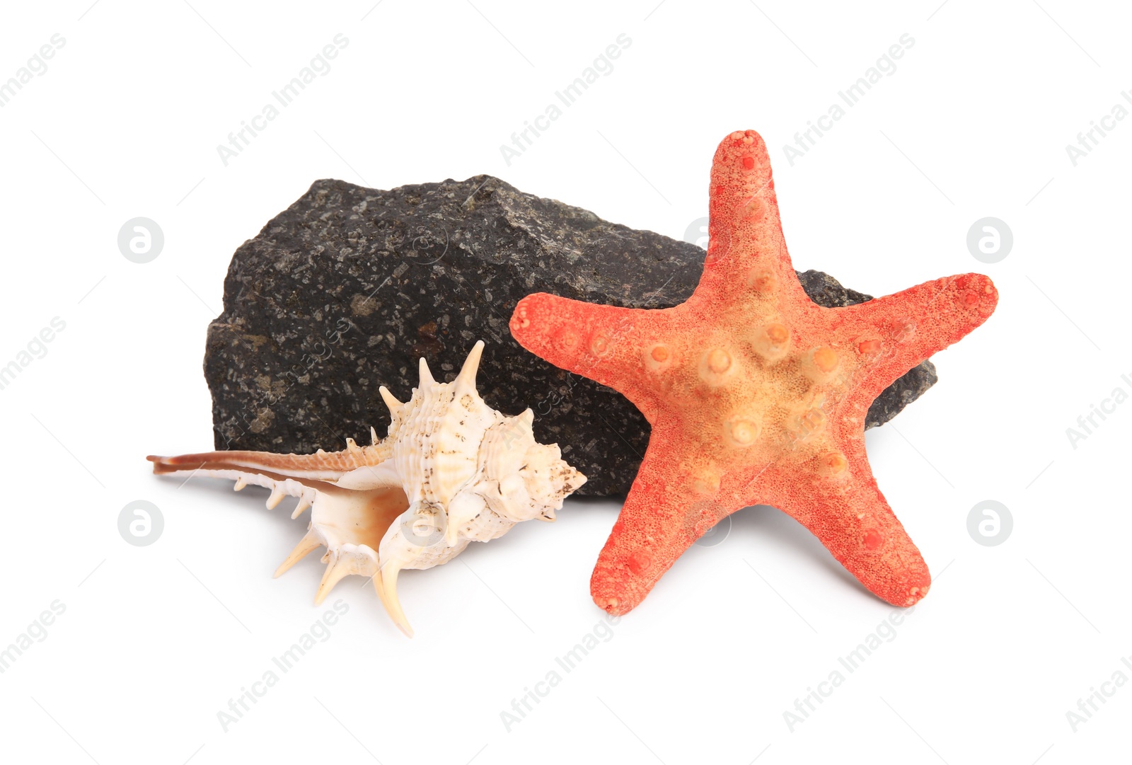 Photo of Beautiful sea star, stone and seashell isolated on white