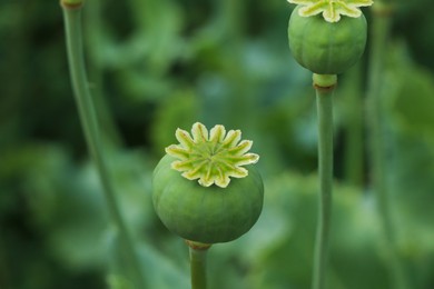 Photo of Green poppy heads growing in field, closeup