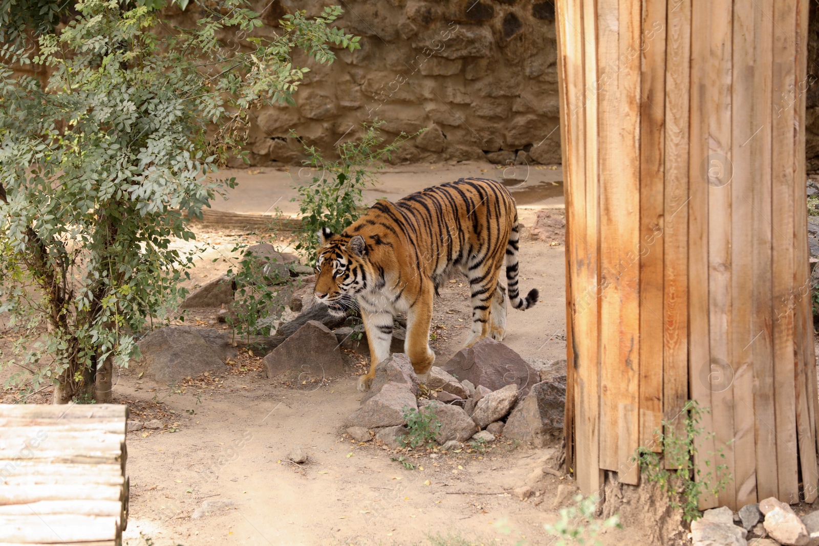 Photo of Beautiful Bengal tiger in zoo. Wild animal