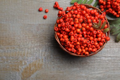 Fresh ripe rowan berries and leaves on grey wooden table, flat lay. Space for text