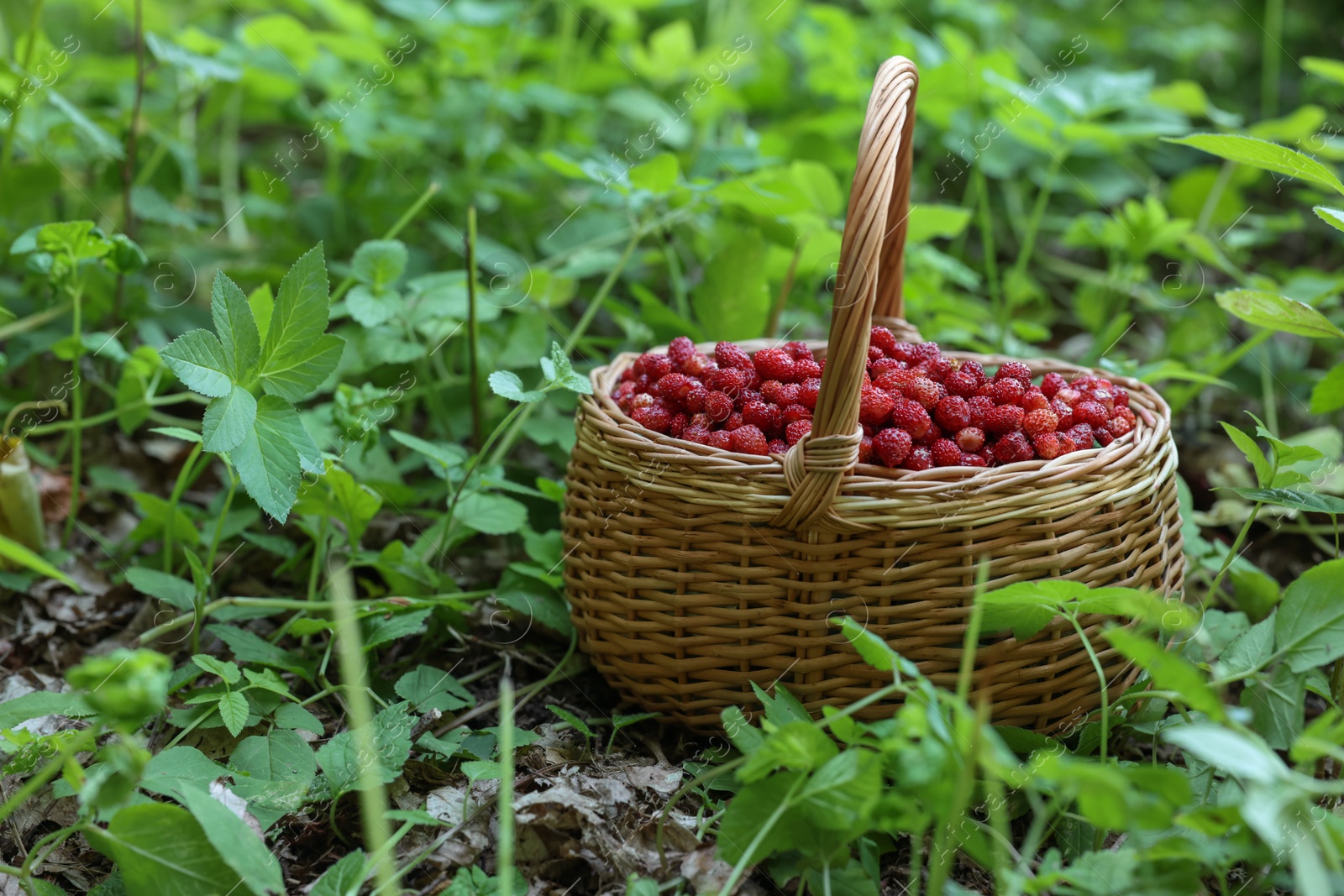 Photo of Basket with delicious wild strawberries on green grass outdoors. Space for text